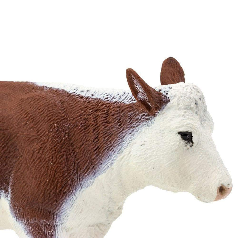 Hereford Cow by Safari