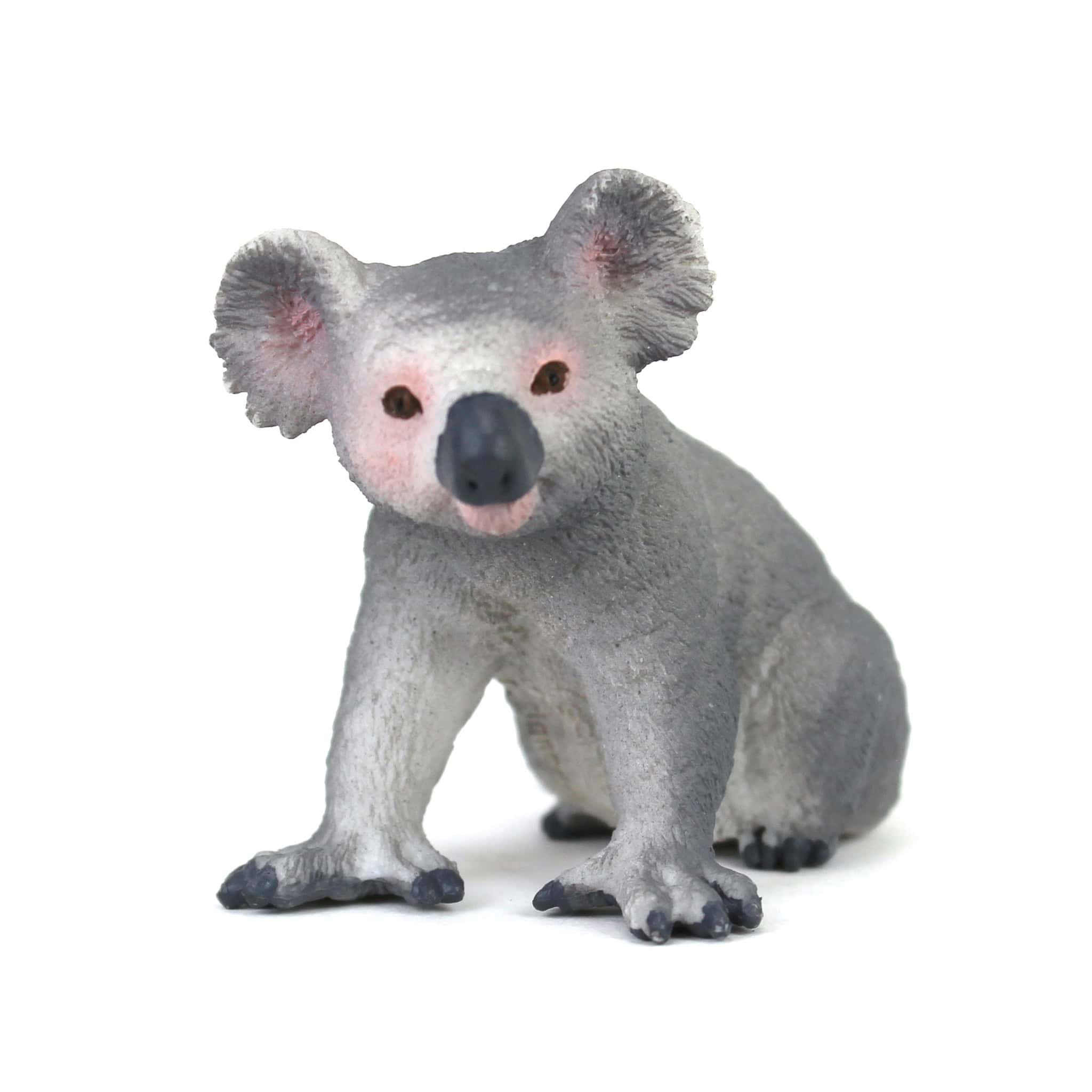 サーロイン様　koala サーロイン様 koala Koala Poseidon - Joel Sartore