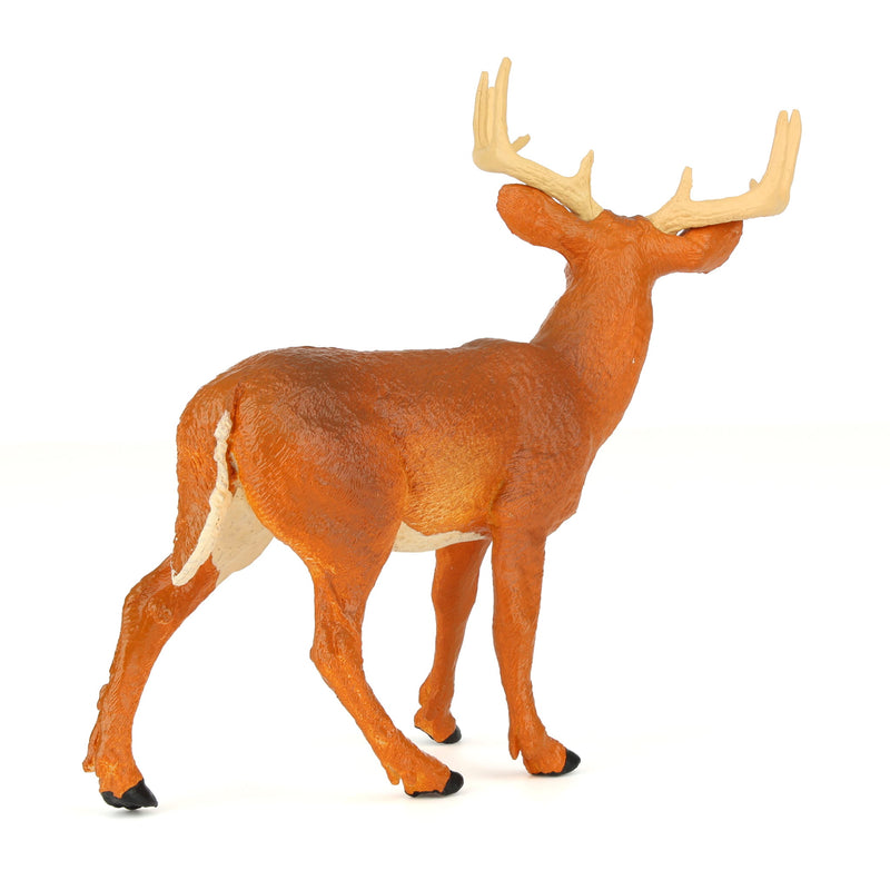 Whitetail Buck by Safari