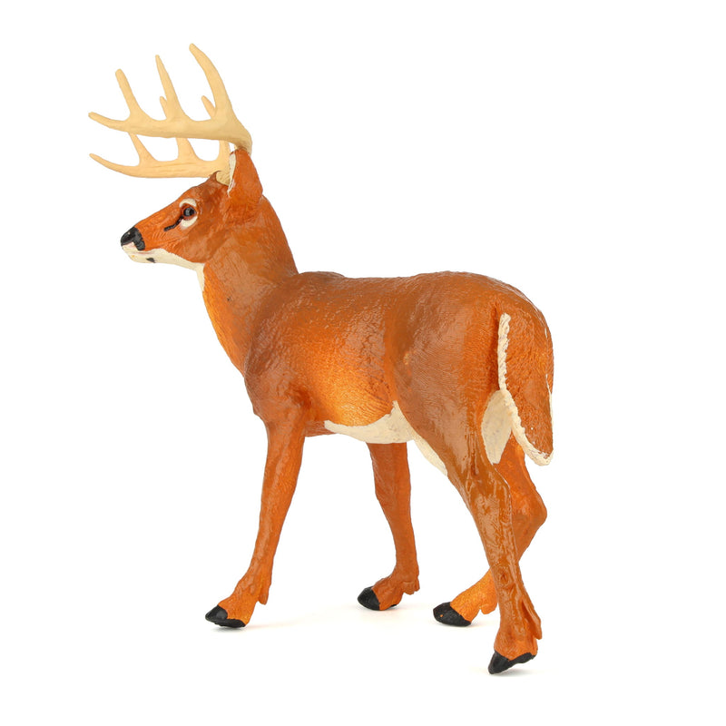 Whitetail Buck by Safari