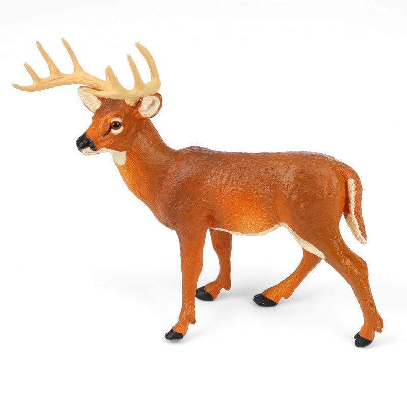 Whitetail Buck by Safari