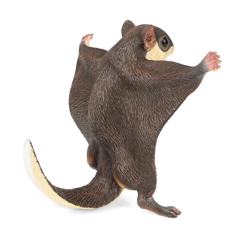 Flying Squirrel by Safari