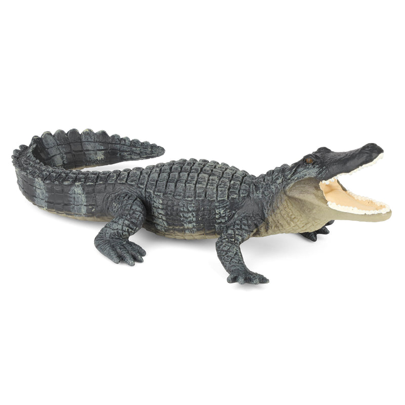 Alligator by Safari