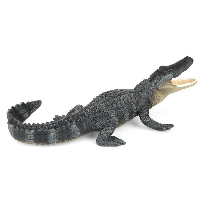 Alligator by Safari