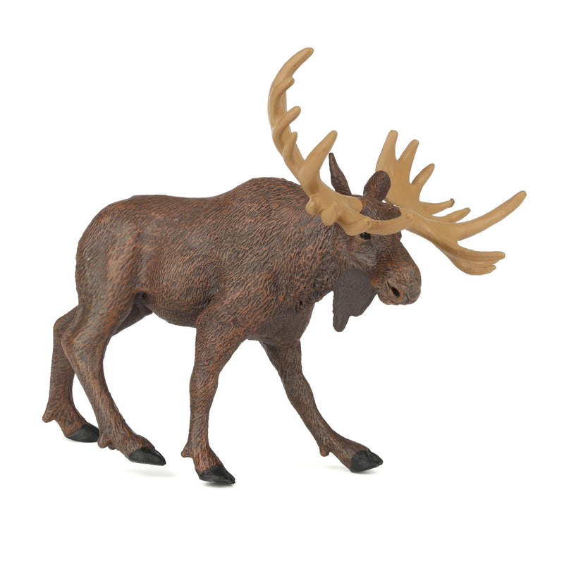 Moose by Safari