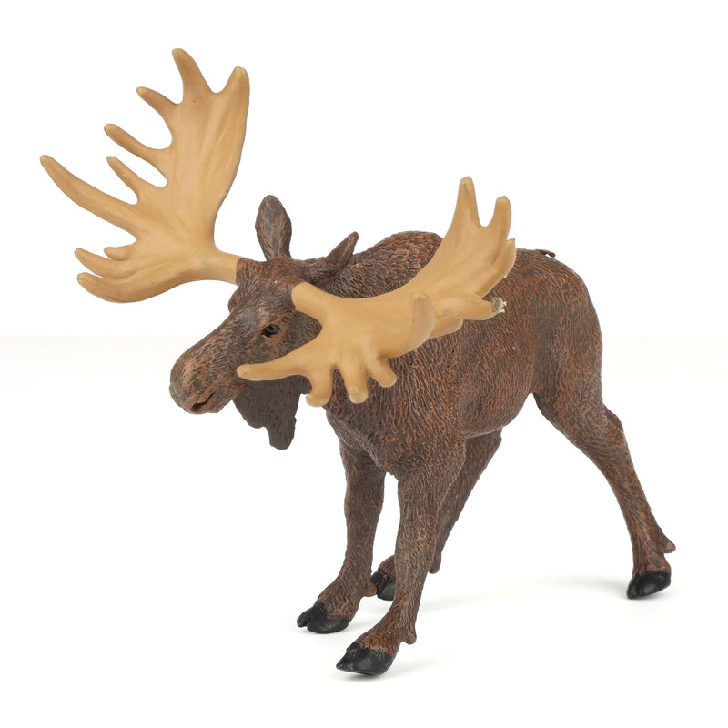 Moose by Safari