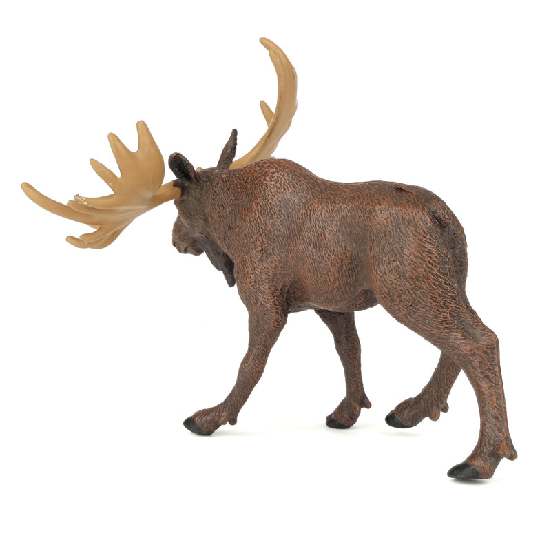 Moose by Safari