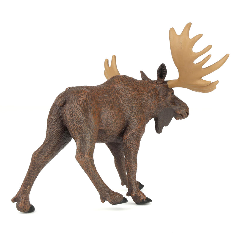 Moose by Safari