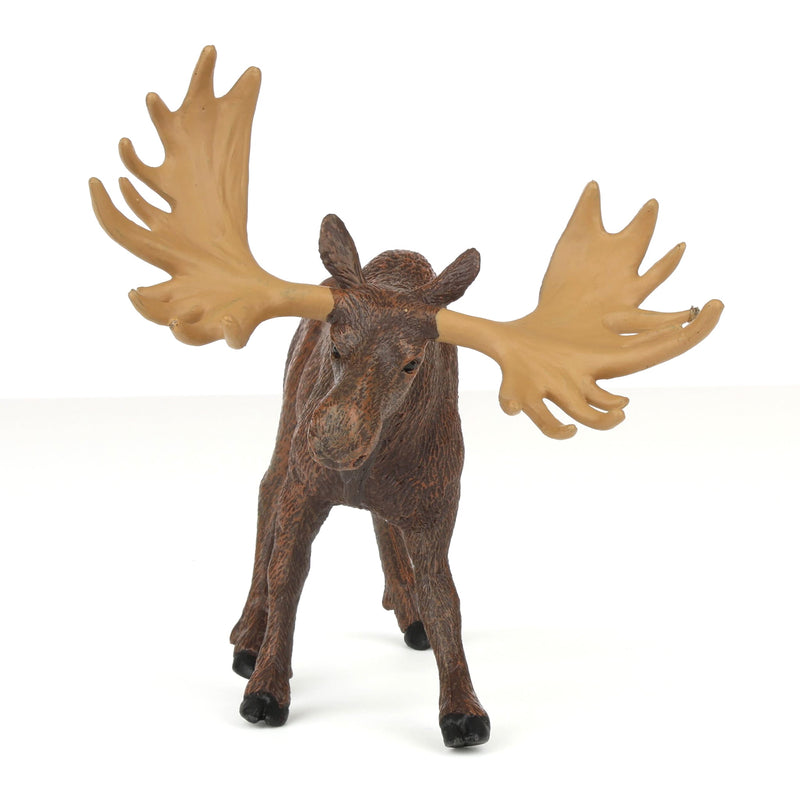 Moose by Safari