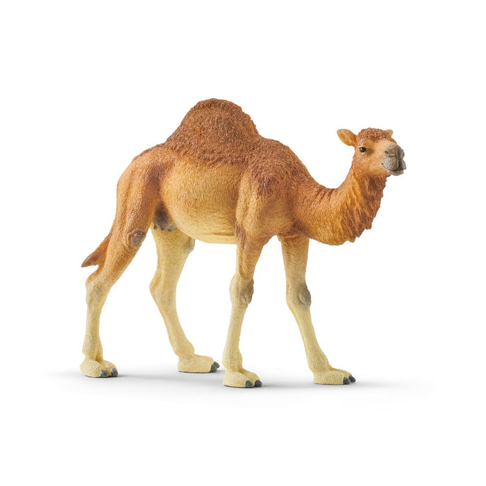 Dromedary Camel by Schleich