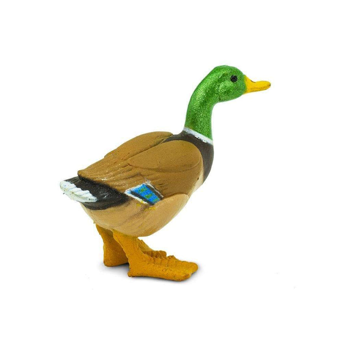 Duck by Safari