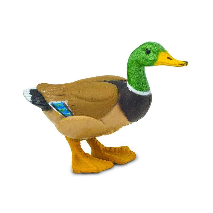 Duck by Safari