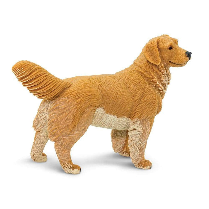 Golden Retriever by Safari