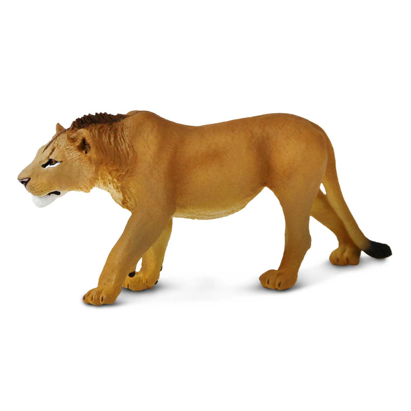 Adolescent Male Lion by Safari