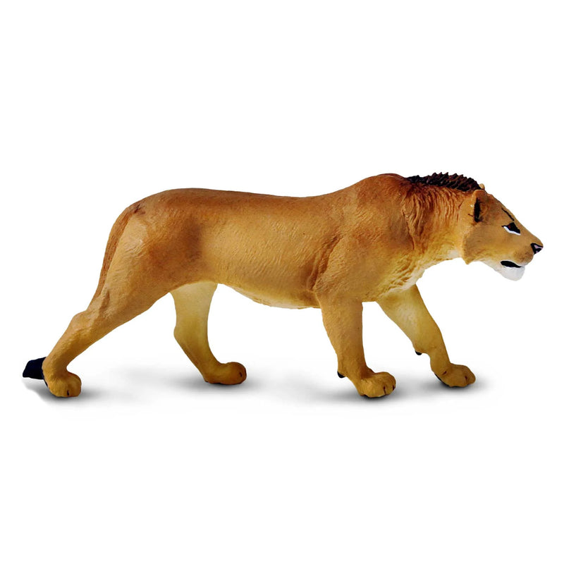 Adolescent Male Lion by Safari