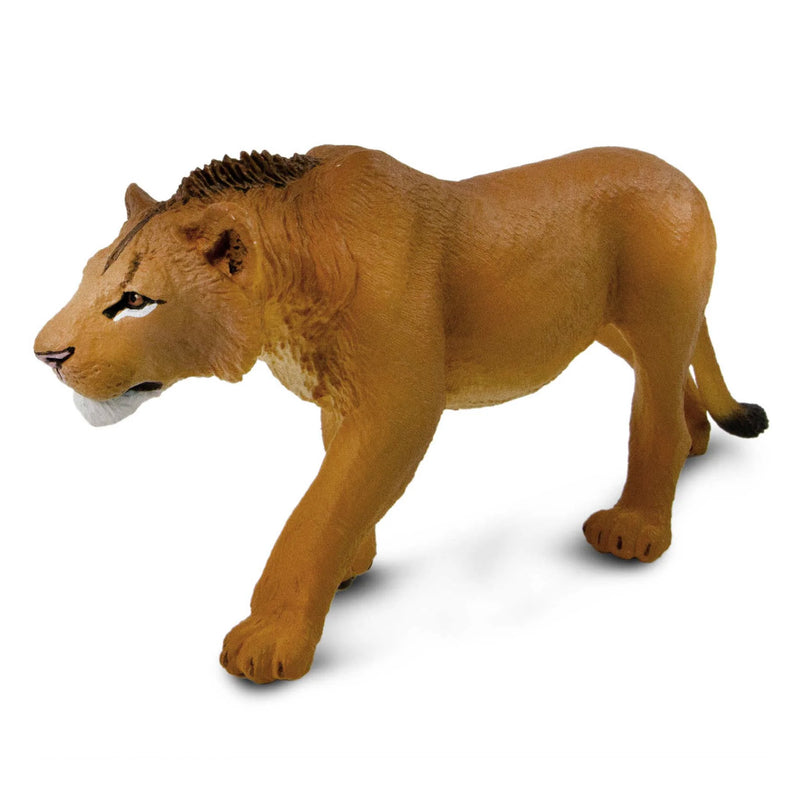 Adolescent Male Lion by Safari