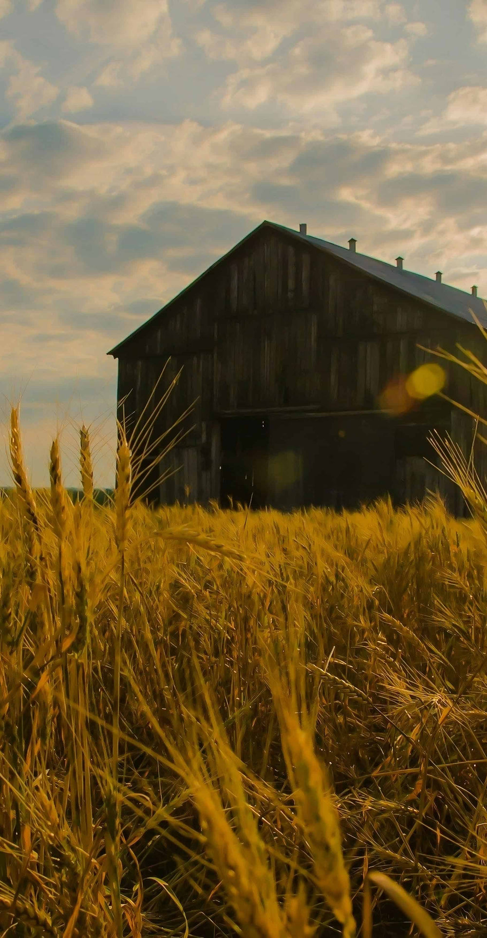 STACKED TO THE RAFTERS 🌾